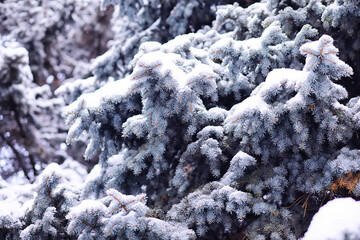 Fototapeta premium The forest is covered with snow. Frost and snowfall in the park. Winter snowy frosty landscape.
