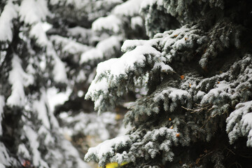 Fototapeta premium Winter snowy frosty landscape. The forest is covered with snow. Frost and fog in the park.