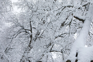 Fototapeta premium Winter snowy frosty landscape. The forest is covered with snow. Frost and fog in the park.
