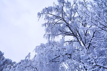 Fototapeta premium The forest is covered with snow. Frost and snowfall in the park. Winter snowy frosty landscape.