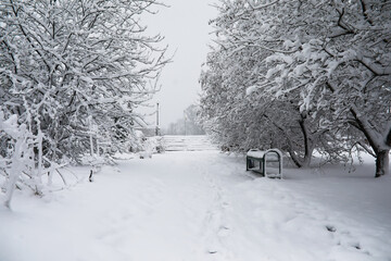 Fototapeta premium Serene Snow-Covered Pathway in a Winter Wonderland with Frosted Trees and Bench