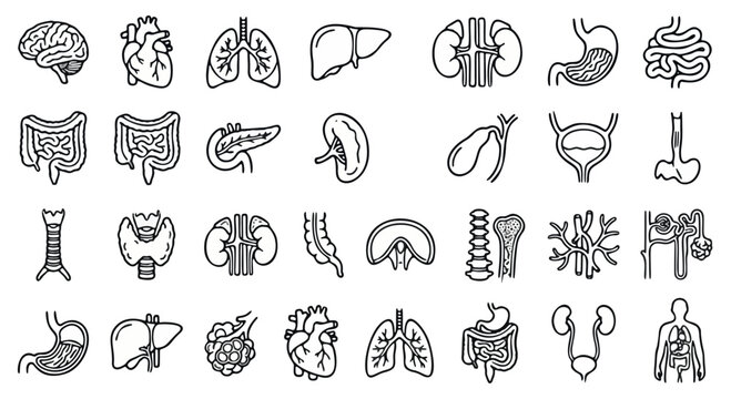 Human internal organs icon set, medical anatomy line art collection, 28 vector symbols of body systems for healthcare education