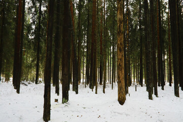 Fototapeta premium Winter snowy frosty landscape. The forest is covered with snow. Frost and fog in the park.