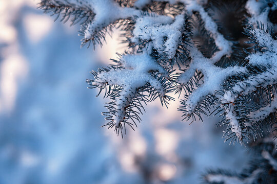 Winter atmospheric landscape with frost-covered dry plants during snowfall. Winter Christmas background