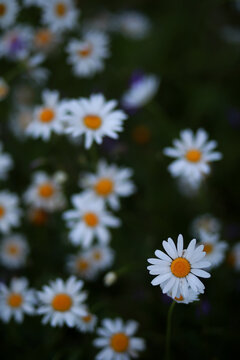 Wild flower. Little flowers on a green meadow.