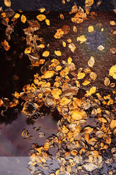 Beautiful Nature Autumn landscape. Scenery view on autumn city park with golden yellow foliage in Sunny day. Walking path in the city Park strewn with autumn fallen leaves.