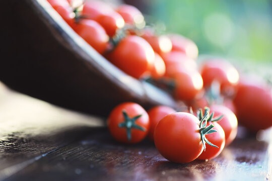 Ecological fresh farm cherry tomatoes on a wooden background.