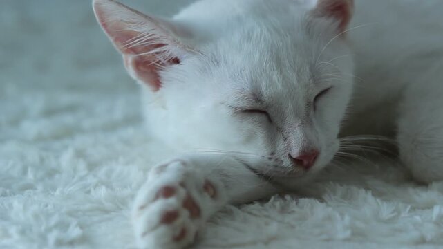 Cute cat dream relax, love animal video