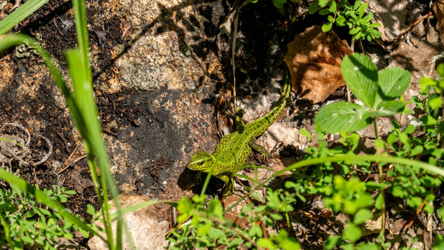 The lizard is sitting on a rock. green lizard