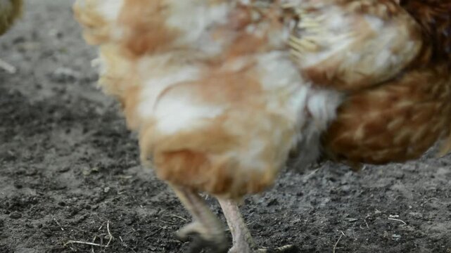 Close-up video of a brown and white hen pecking and searching the soil for food in an outdoor farm area. 