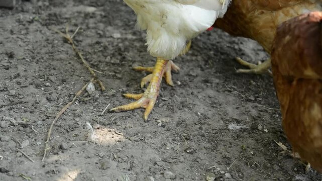 Close-up video of the yellow legs and feet of a white chicken walking across dry soil while other chickens move nearby. 