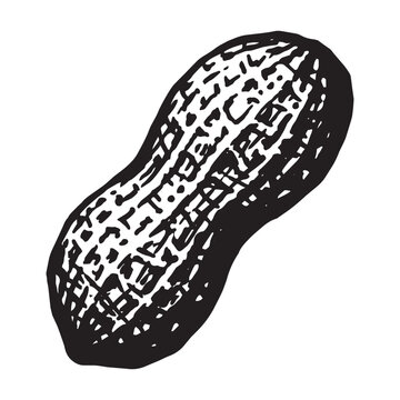 Hand drawn vintage peanut in shell vector illustration isolated on white background
