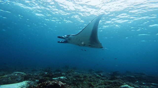 Manta Ray Gliding Through Crystal Clear Tropical Water in Komodo National Park