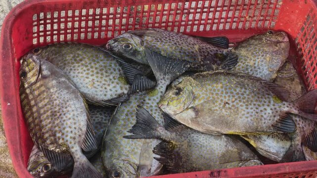 Close-up of fresh orange-spotted spinefoot fish in a red plastic basket at a coastal market