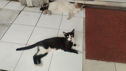 cat on the floor © Mayakrida