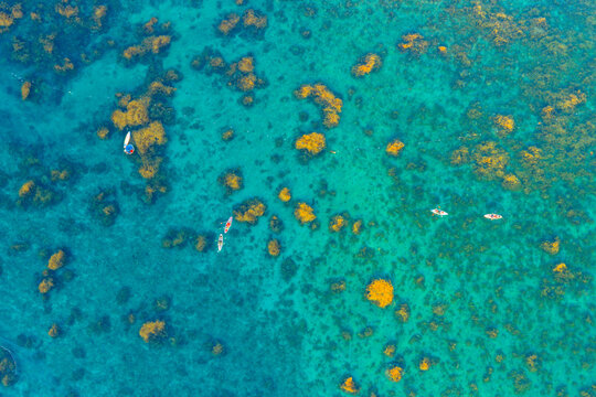 Aerial view of vibrant golden seaweed underwater with paddle boards in Nhon Hai, Binh Dinh province, Vietnam