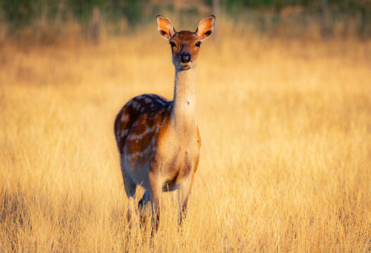 Fallow deer doe grazing in tall grass