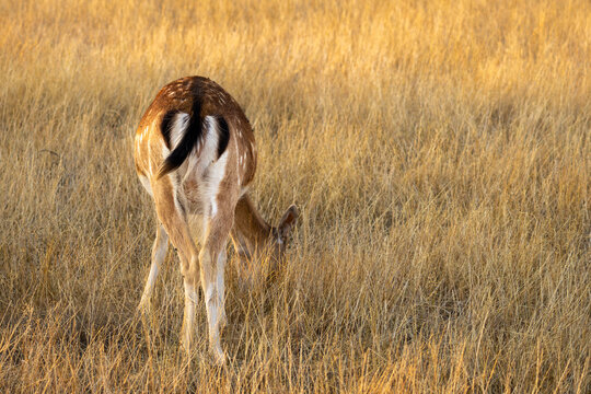 Fallow deer doe grazing in tall grass