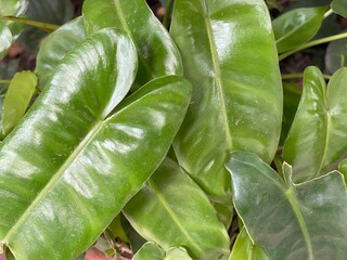 Lush Green Glossy Leaves Close Up View © Islam