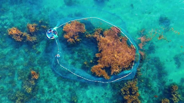 Aerial view of a fisherman casting a net from a basket boat over golden seaweed in Nhon Hai, Binh Dinh province, Vietnam
