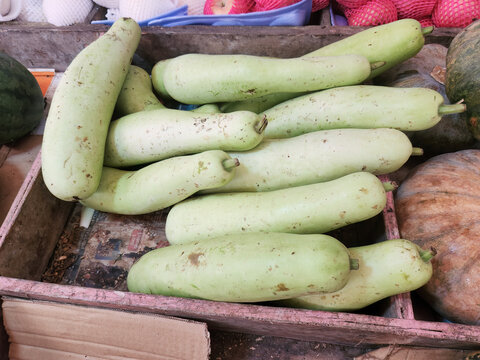 Fresh elongated bottle gourds displayed at a local market. Natural green vegetables for healthy cooking, agriculture, food supply, and traditional culinary ingredient concepts.
