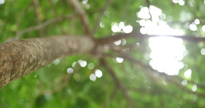 Beautiful natural blur and bokeh background, trees viewed from bottom to top.