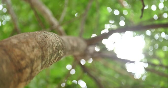 Beautiful natural blur and bokeh background, trees viewed from bottom to top.