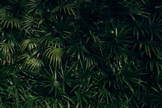dense fan palm leaves with natural texture and symmetry