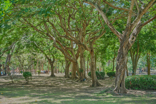 peaceful garden under tall leafy trees