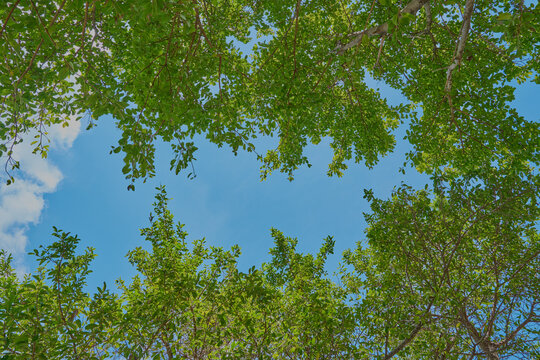 sunlit glossy leaves with blurred background