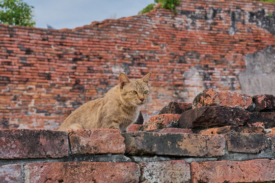 brown cat resting on old brick ruins