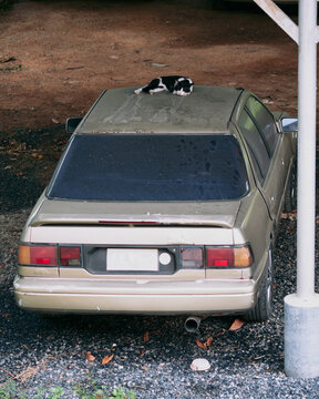 black and white cat resting on parked car