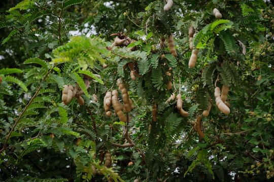 tamarind fruit ripening on tropical tree