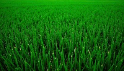 Obraz premium A vast field of green grass blades seen from a low angle perspective in a bright summer day scene