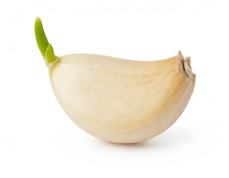 Garlic Clove with Green Spr Isolated on White