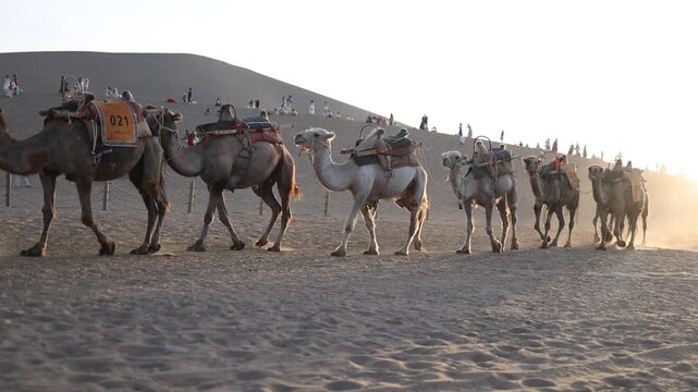 Camel caravans traveling through the deserts of western China