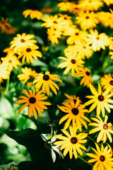 A cluster of bright yellow flowers blooms in a garden under sunlight. The flowers have dark centers and surround a variety of greenery, creating a vibrant scene © Sergio