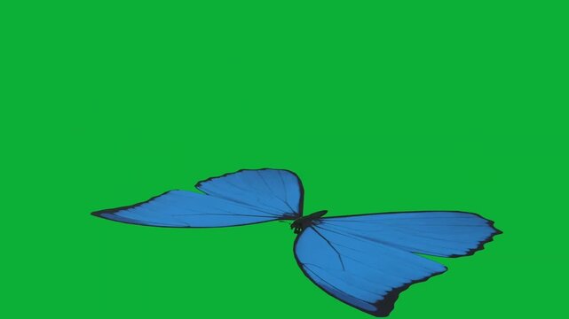 Beautiful blue morpho butterfly flying animation on green screen background