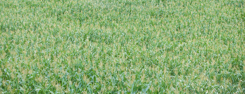 Green Corn Field Viewed from Above as Natural Texture.