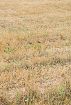 Harvested Wheat Field with Cut Straw After Harvest