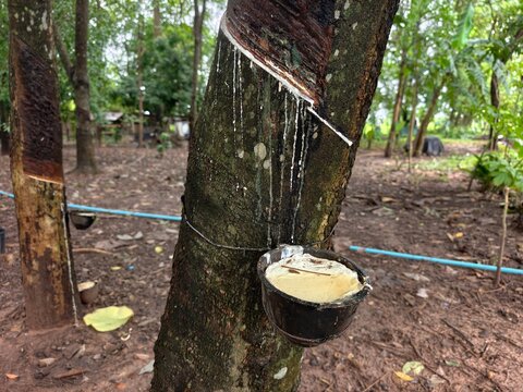 Para rubber in the farmer's plot.