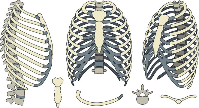 Human rib cage and thoracic cavity anatomy vector illustration set showing front side and perspective views with individual sternum rib and vertebra bones isolated on white background
