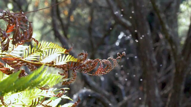 Sunlit Fern Frond with Floating Particles in Australian Forest