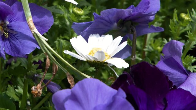 Bee Pollinating White Daisy and Purple Pansies in Spring Garden