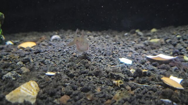 A small silver Puntius titteya swimming, searching food on black gravel substrate, freshwater aquarium ecosystem, natural underwater life habitat, active ornamental fish behavior