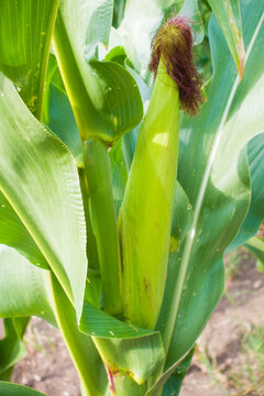 Fresh green corn plant growing in agricultural field