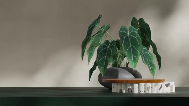 seamless shadow animation looping with anthurium plant in vase, 3d video render template mockup of wood and terrazzo podium