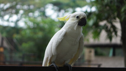 White Cockatoo Bird in Natural Setting © Rafii