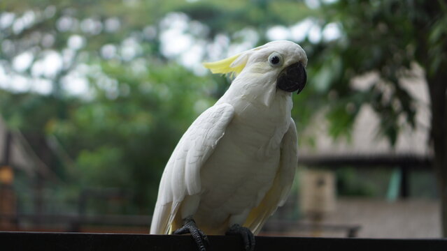 White Cockatoo Bird in Natural Setting