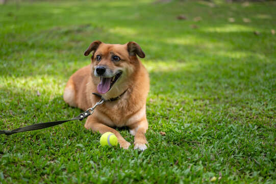 Close up of a friendly dog on leash resting on green grass in a peaceful sunlit lawn in the park